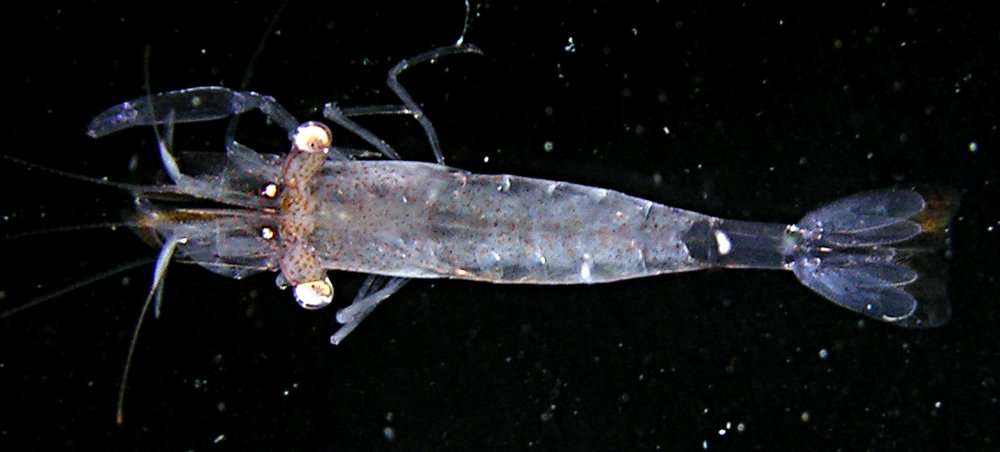 Image of Sea Star Shrimp