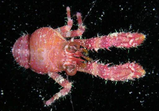 Image of <i>Sadayoshia edwardsii</i>