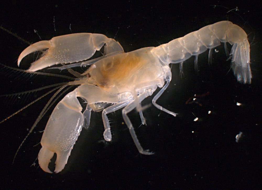 Image of ghost shrimps