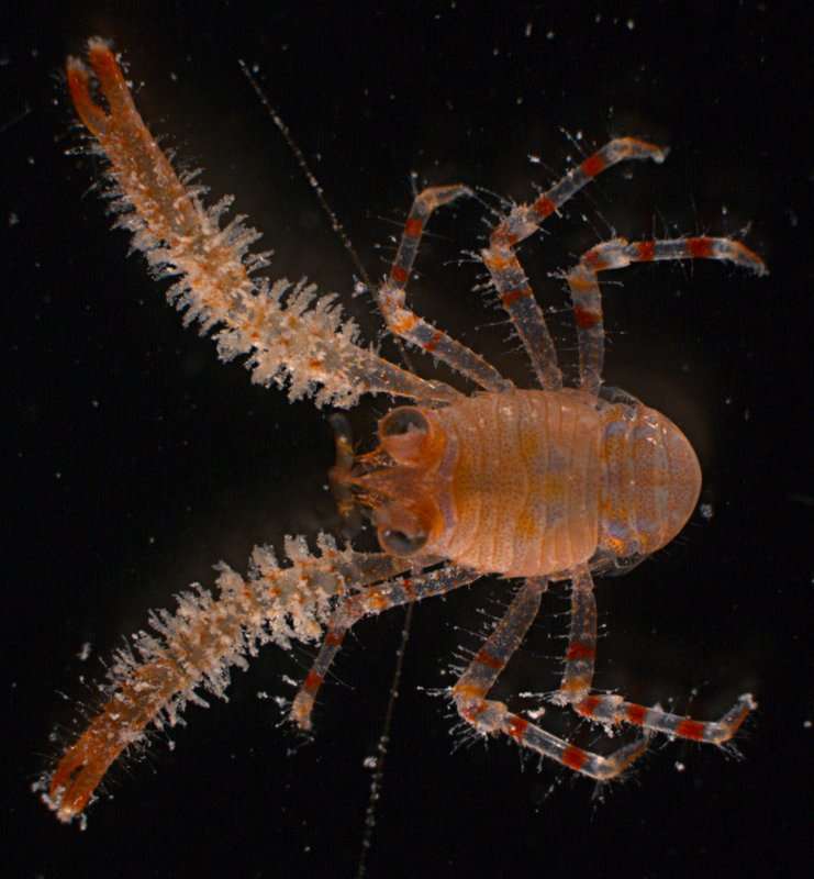 Image of squat lobsters