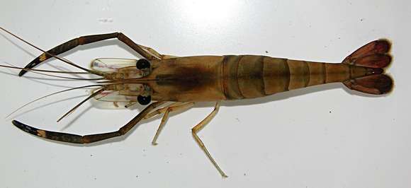 Image of Monkey river prawn