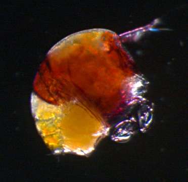 Image of Harpacticoid copepods