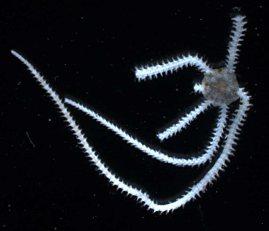 Image of "Starfish, brittle stars, and basket stars"