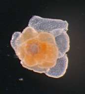 Image of Planorbulininae