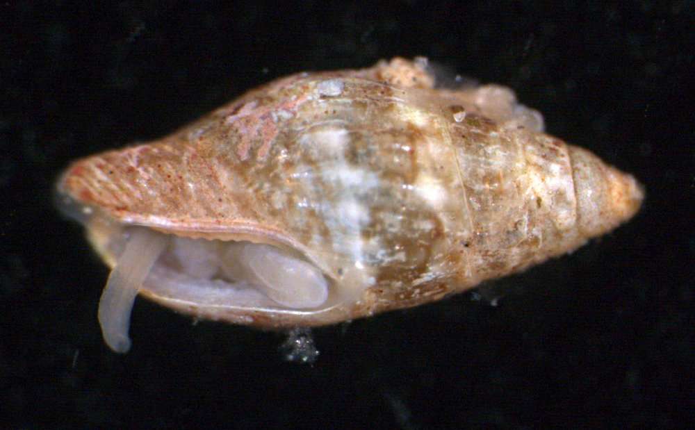 Image of Buccinoidea Rafinesque 1815