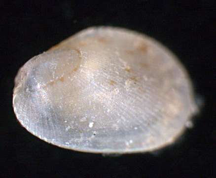 Image of Mytiloidea