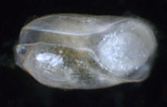 Image of Opisthobranchia Milne-Edwards 1848