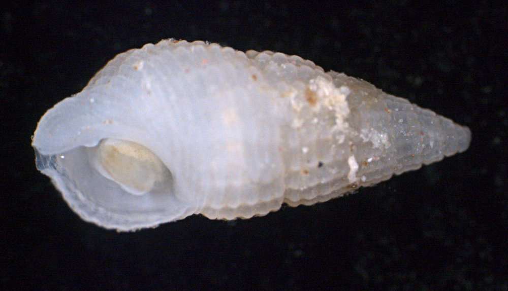 Image of Zebinidae Coan 1964