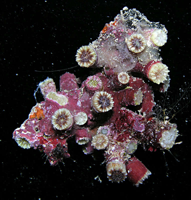 Image of dendrophylliid corals 