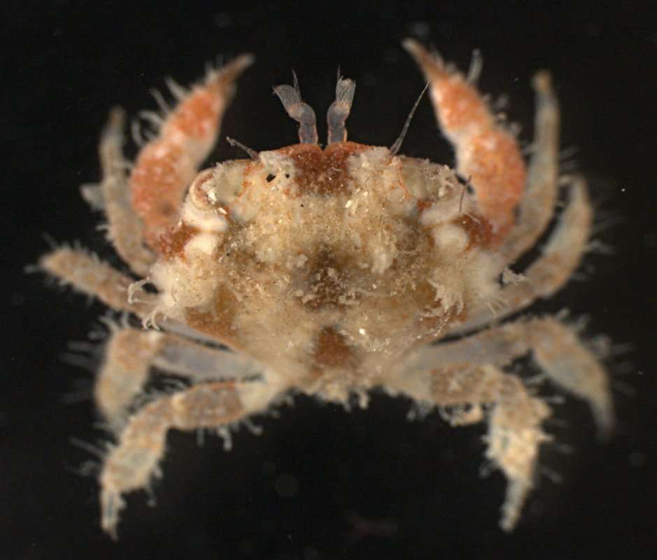 صورة <i>Pseudoliomera speciosa</i>