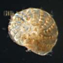 Sivun Elphidium Montfort 1808 kuva