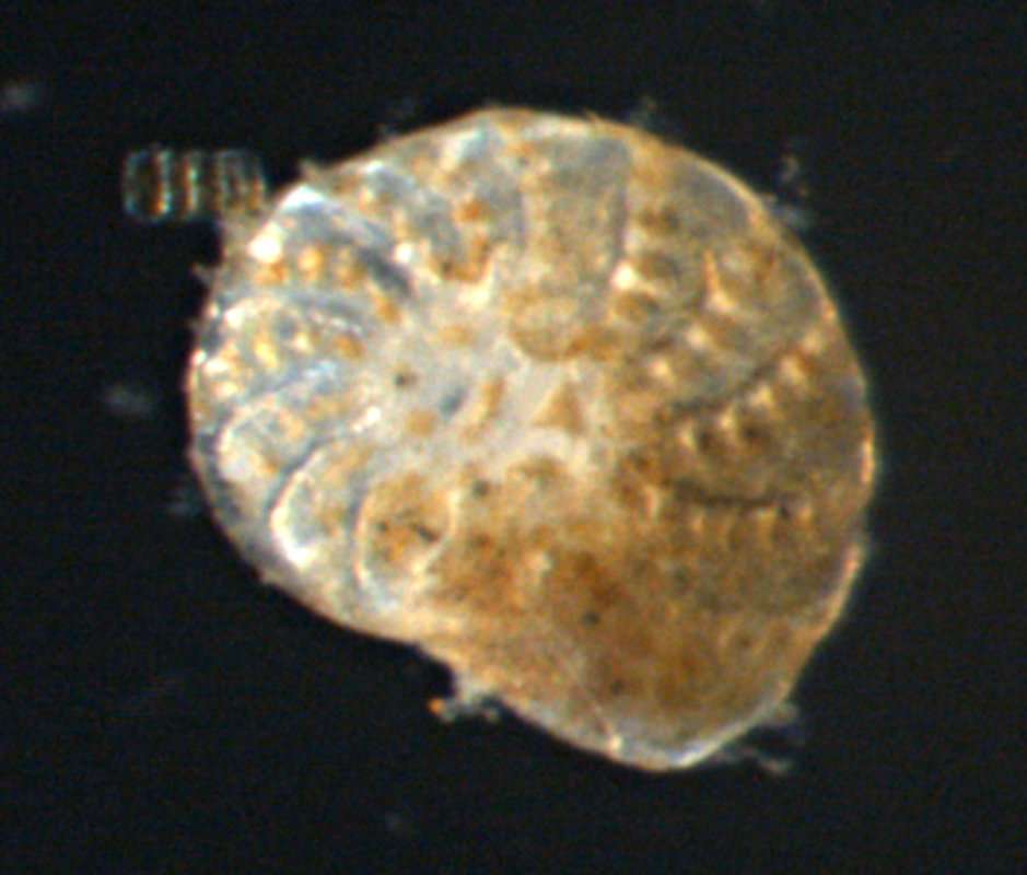 Image of Rotalioidea