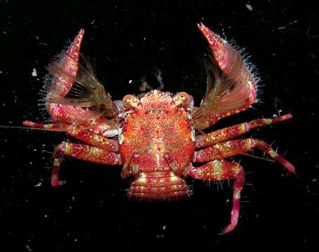 Image of squat lobsters