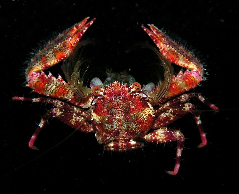 Image of squat lobsters