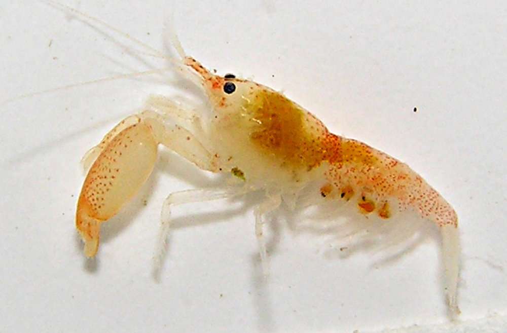 Image of <i>Alpheus eulimene</i>