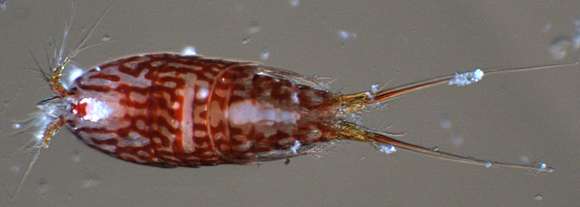 Image of copepods