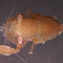Image of <i>Coralliocaris sandyi</i>