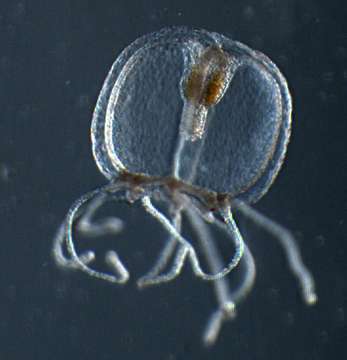 Image of cnidarians