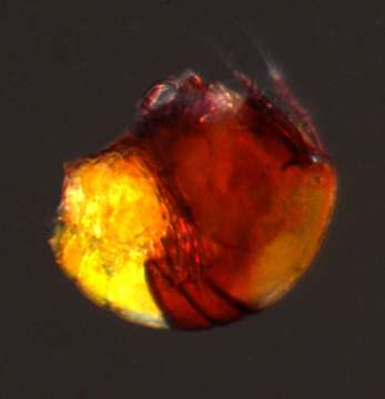 Image of Harpacticoid copepods