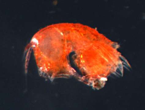 Image of Harpacticoid copepods