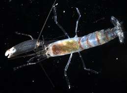 Image of smoothclaw snapping shrimp