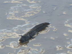 Image of Great blue spotted mudskipper