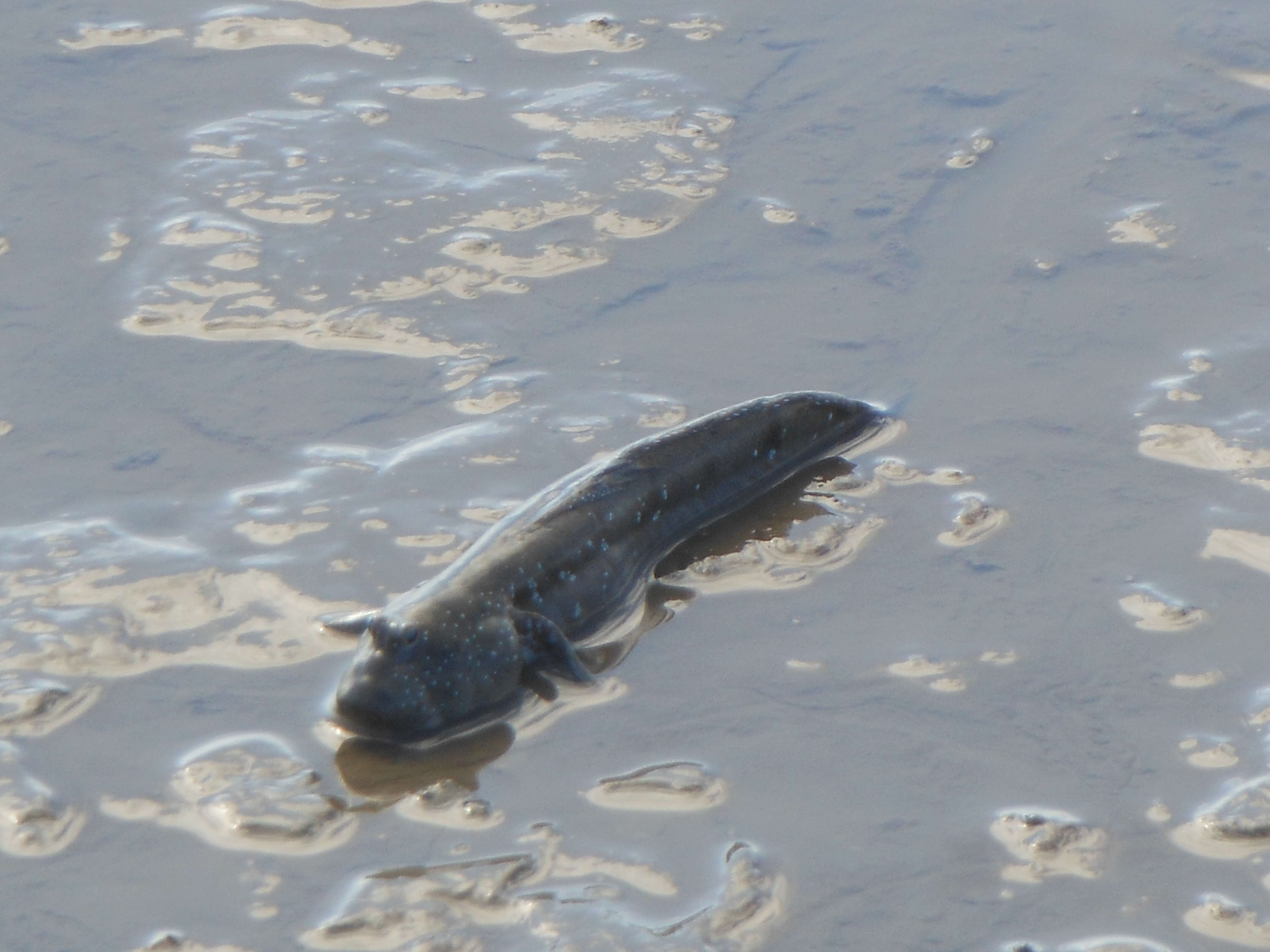 Image of Great blue spotted mudskipper