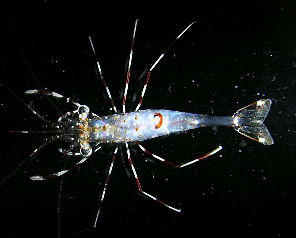 Image of jelly cleaner shrimp