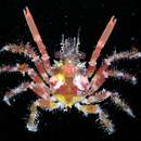 Image of Hilo collector crab
