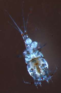 Image of Cyclopoid copepods