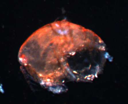 Image of Harpacticoid copepods