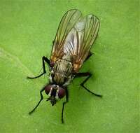 Image of root-maggot flies