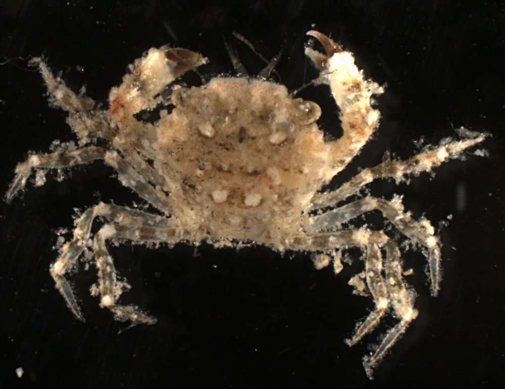 Image of <i>Medaeus ornatus</i>