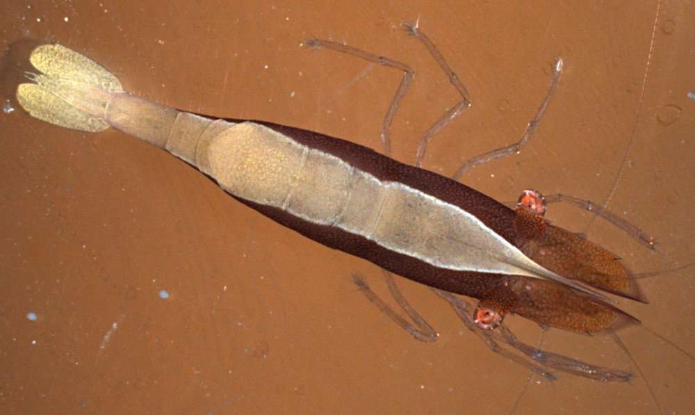 Image of Panarthropoda