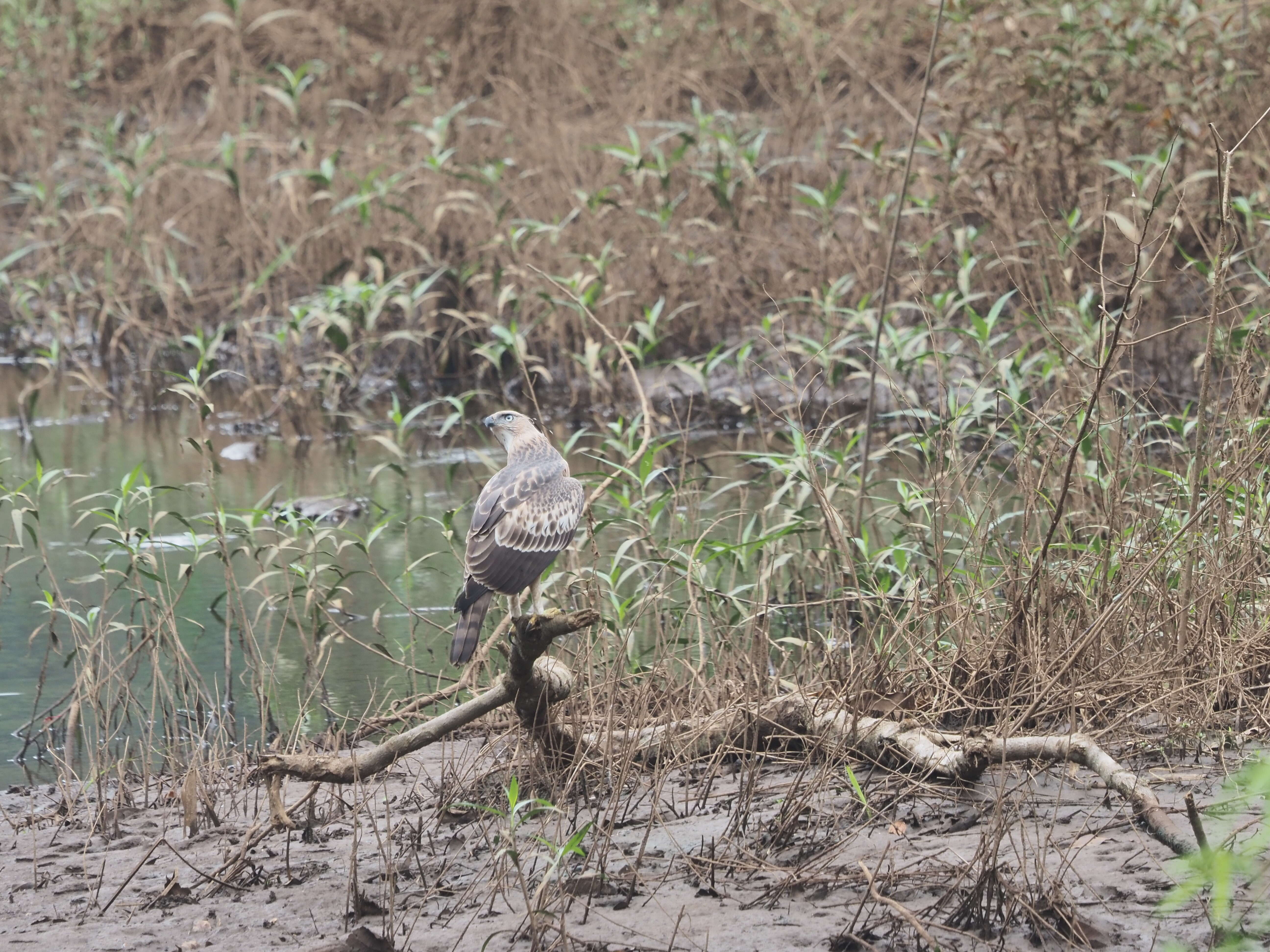 Nisaetus cirrhatus (Gmelin & JF 1788) resmi