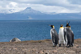 Image of King Penguin