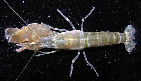 Image of brownbar snapping shrimp