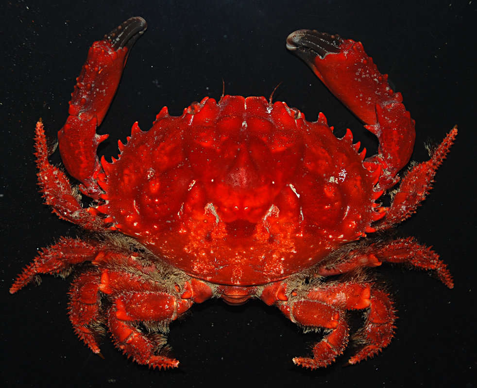 Image of <i>Etisus splendidus</i>