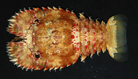 Image of slipper lobsters