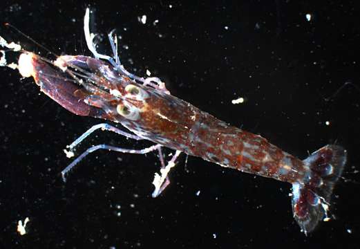 Image of daisy snapping shrimp