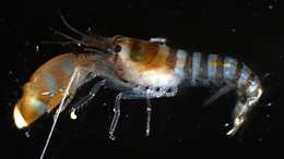 Image of green-banded snapping shrimp