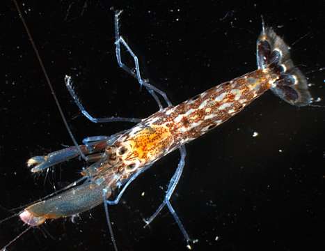 Image of daisy snapping shrimp