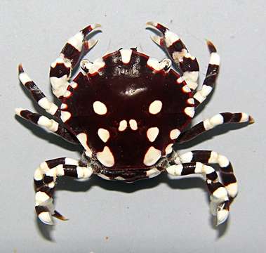 Image of Lissocarcinus