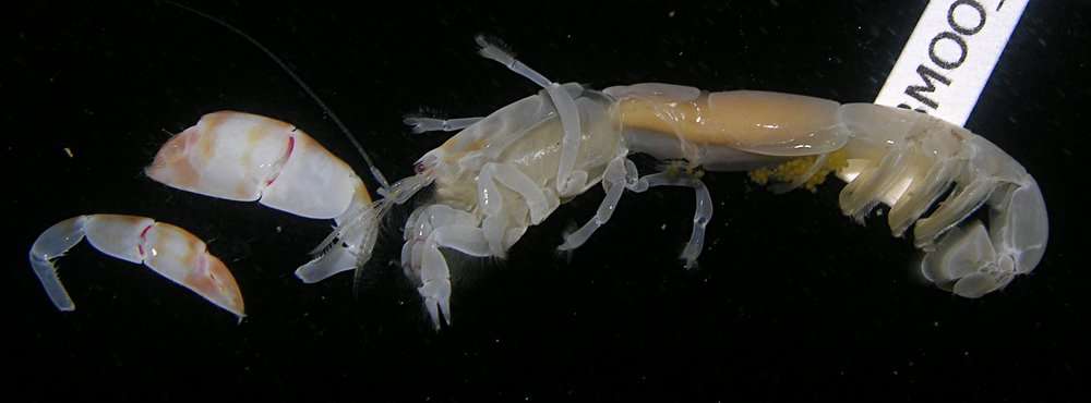 Image of <i>Corallianassa coutierei</i>