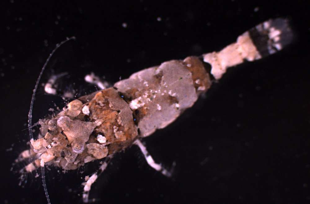 Image of Philocheras breviflagella Komai 2001