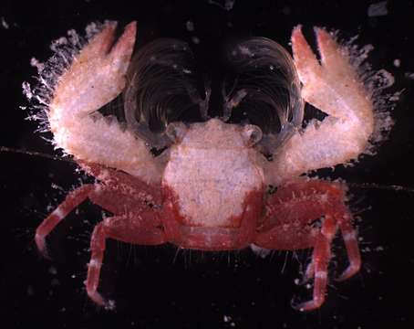 Image of porcelain crabs