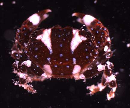 Image of broad-fronted crab