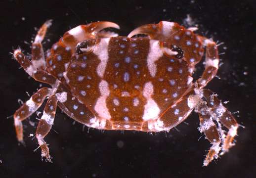 Image of broad-fronted crab