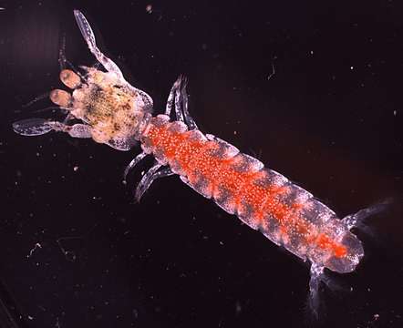 Image of nannosquillid mantis shrimps