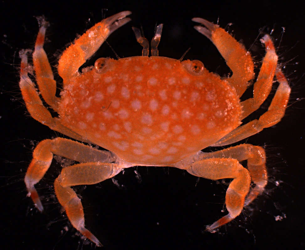 Image of Pseudoliomera